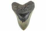 Huge, Fossil Megalodon Tooth - North Carolina #261131-1